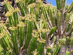 Euphorbia pentagona check the flower colour